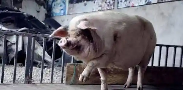 汶川地震被掩埋36天,被挖出来仍活着的"猪坚强",现状怎样?