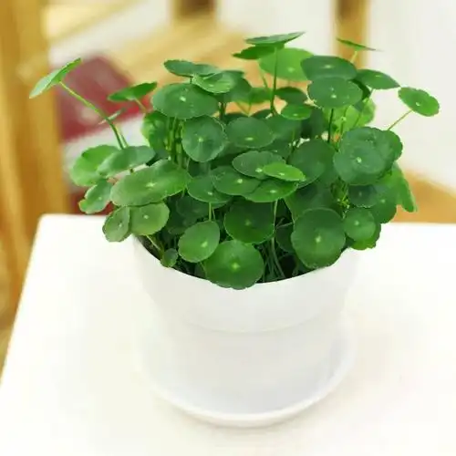 【盆景艺术】盆栽金钱草怎么养?