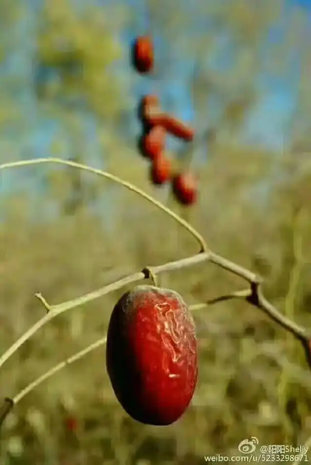 每100克红枣含钙100毫克,维生素31毫克,氨基酸537毫 - 抖音