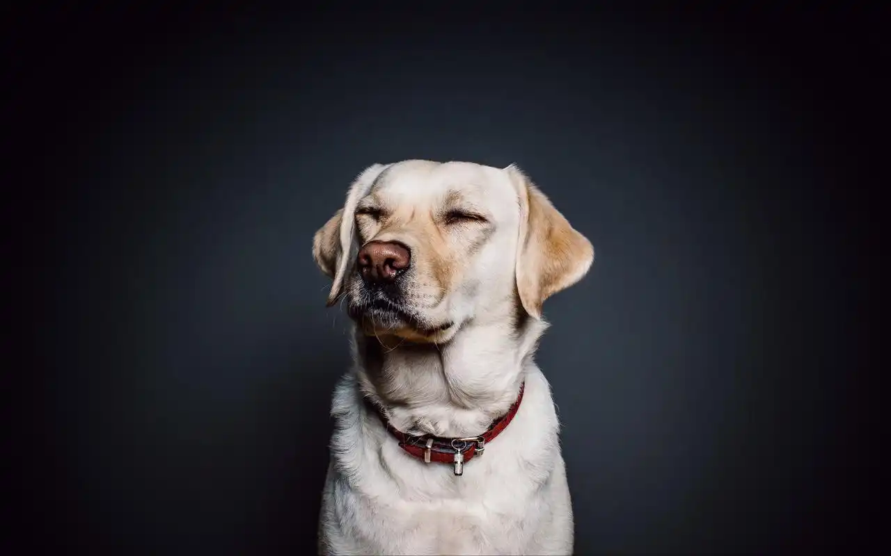 首页 桌面壁纸 动物壁纸 可爱狗狗高清图片电脑壁纸 1920_1200手机