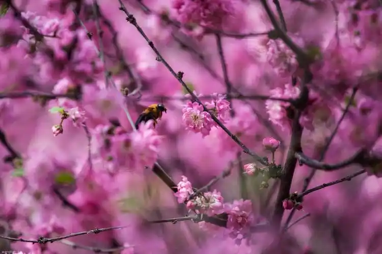 花朵小,但是颜色非常鲜艳,虚化大多数花朵形成漂亮的颜色背景,有点