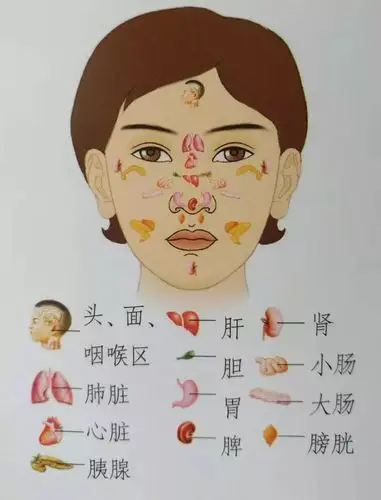 视频解读:全息面部刮痧_经络