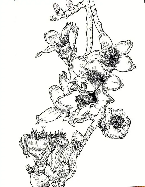线描手绘花卉临摹木棉022