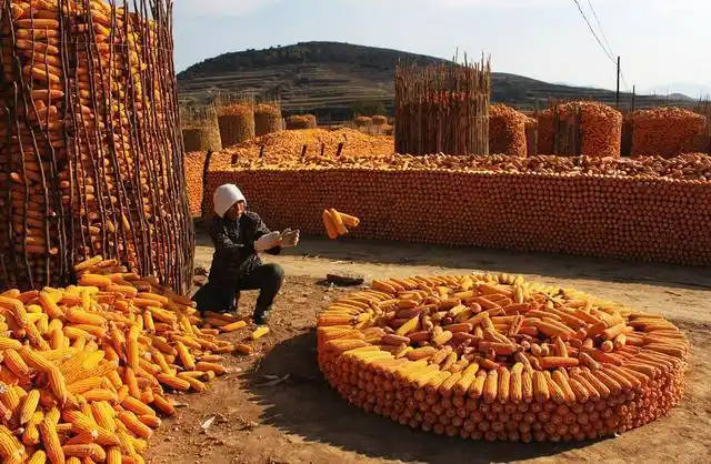 丰收节 丰收乐 丰收田野"丰"景好