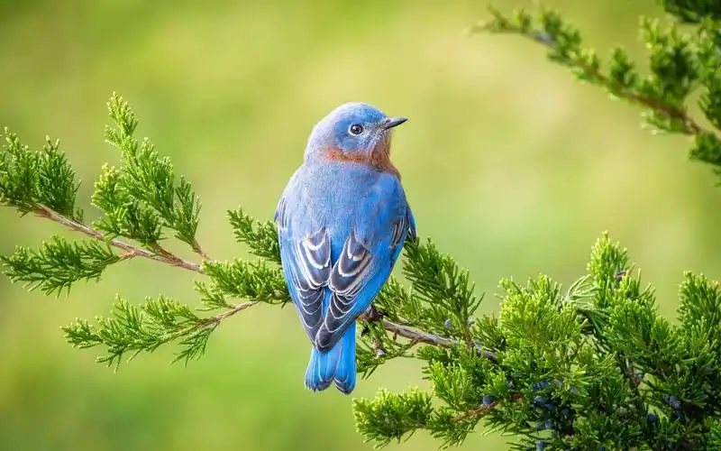 树枝上小鸟图片壁纸下载-壁纸图片大全