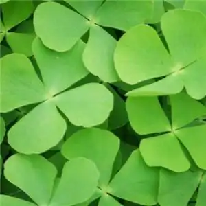 唯美清新的四叶草图片头像