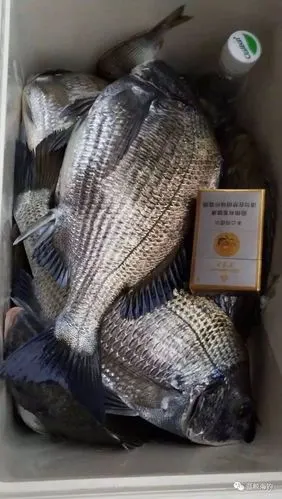 此时此刻黑鲷已经大规模入侵近海