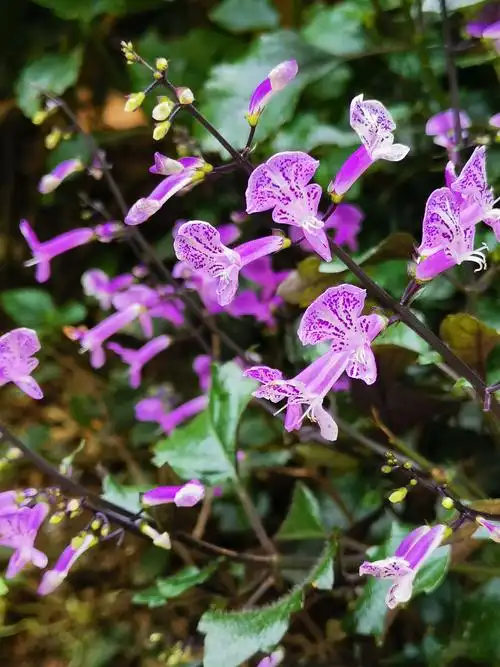 小清新(艾氏香茶菜) - 浅月非非 - 图虫