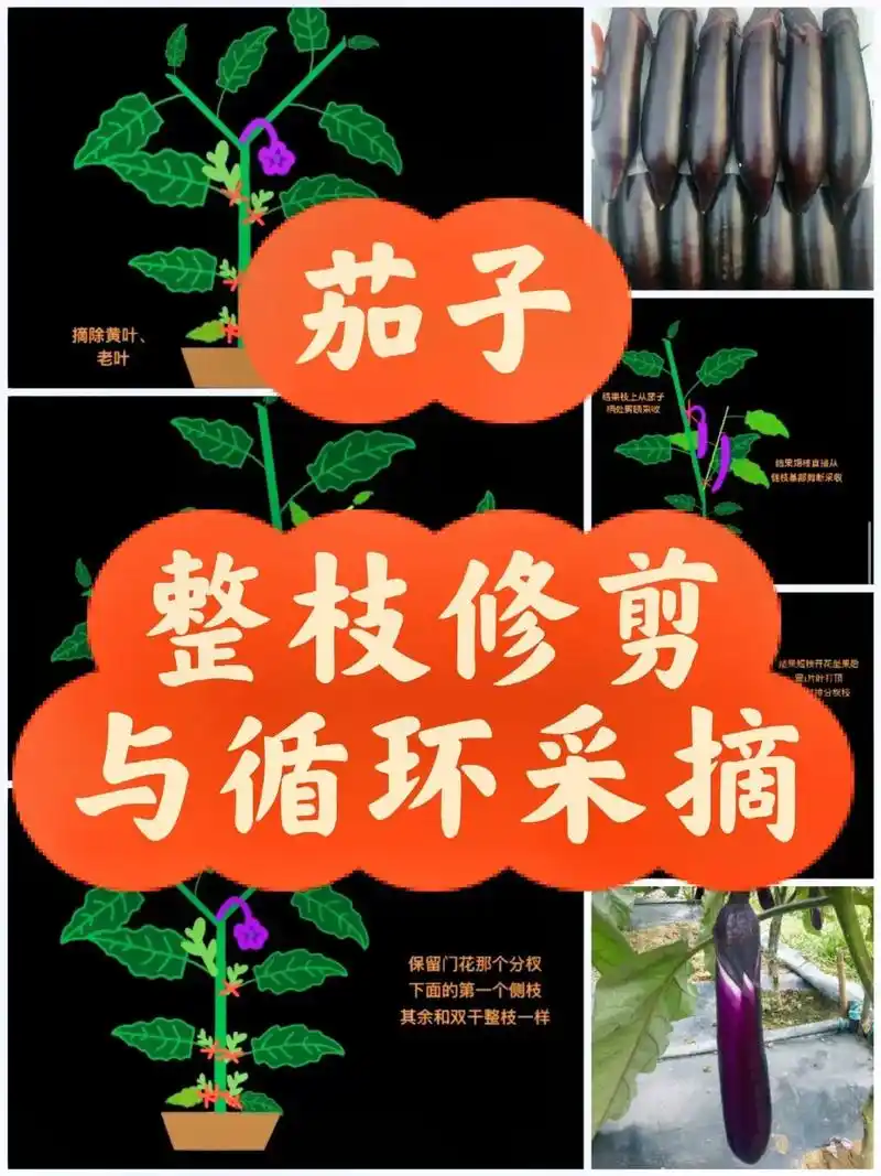 茄子种植小技巧,帮你丰收又多产!91 第一个秘诀:剪枝!修剪 - 抖音