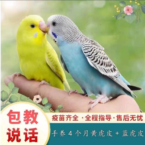 纯手养虎皮活鸟中小型会说话云斑鹦鹉活体小鸟粘人宠物一对可繁殖