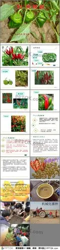 青岛版科学种辣椒ppt