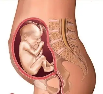 怀孕1月到10月肚子图片胎儿发育全过程变化图