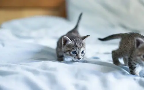 可爱小奶猫呆萌高清图片桌面壁纸