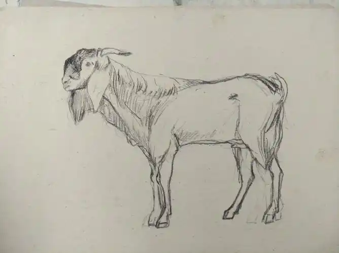 这是一只山羊吧