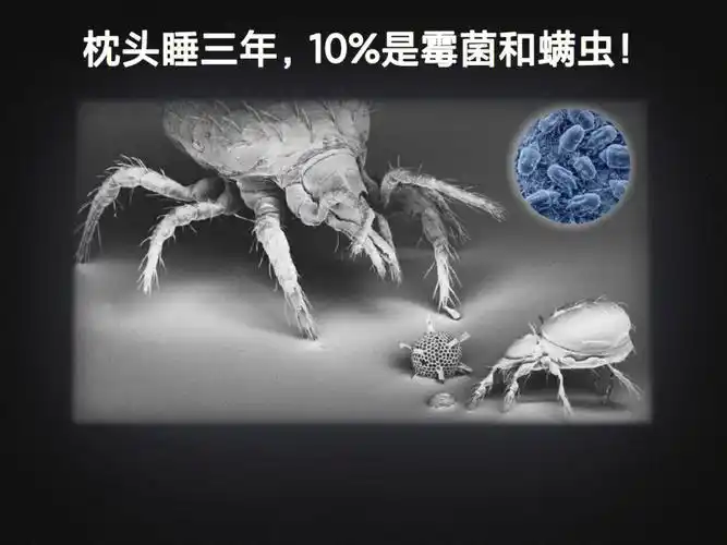 便含有166066%的霉菌,螨虫95残留物,寝具简直是细菌尘螨滋生的