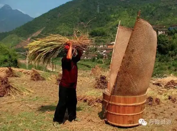 资源稻谷熟了 村民都很忙了.