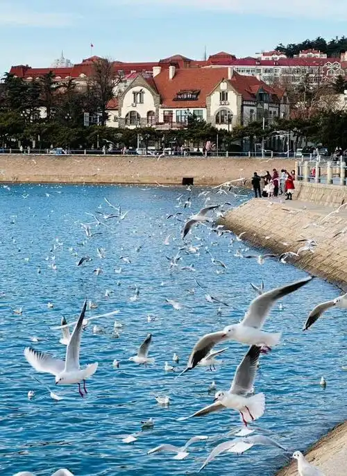 青岛人你的海鸥小可爱回来啦