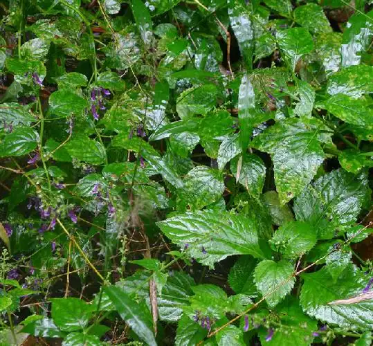 p>长管香茶菜,中药名.