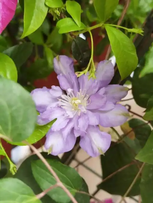 铁线莲蓝色风暴