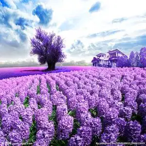 薰衣草头像