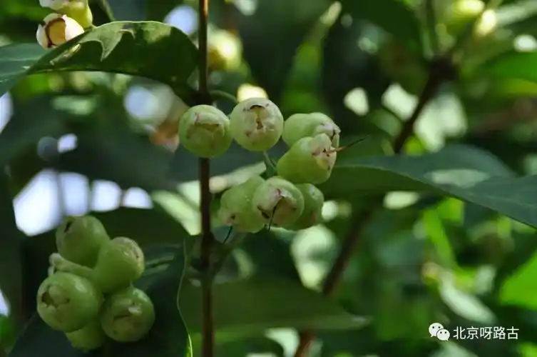 原来被人们称做的"棉花果",是莲雾花果,所以我们的棉花果是真的能吃的