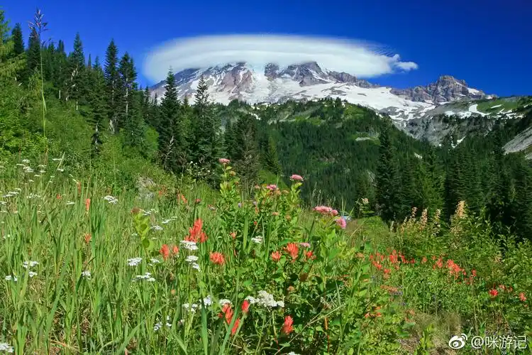 春天自然是绿色的然而你是否曾留意春天有千百种不同的绿
