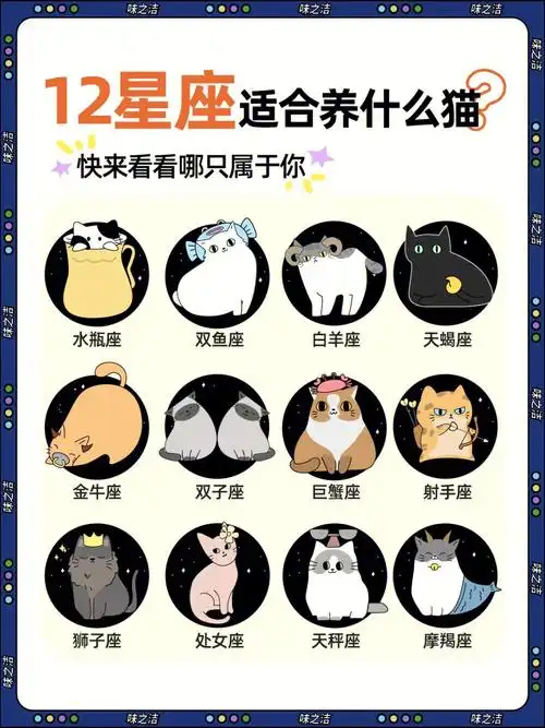 12星座最适合养什么猫63看看你养对没