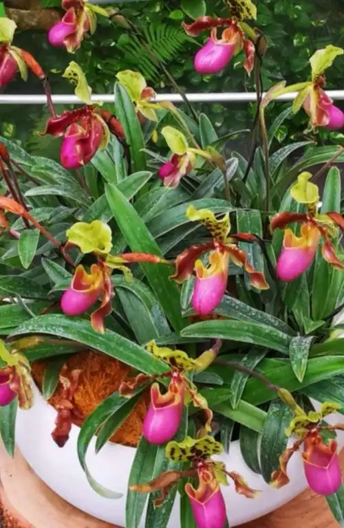 亨利兜兰,属兰科植物.花形大,花型奇特,花色丰富.容易管护.