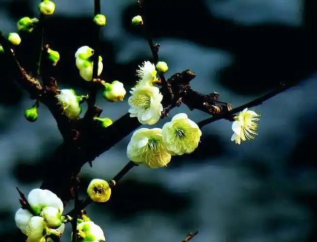 素雅芳香的金钱绿萼梅