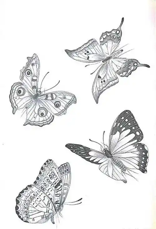 一组蝴蝶工笔画白描素材,太美了!