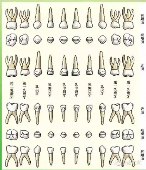 牙齿的形态