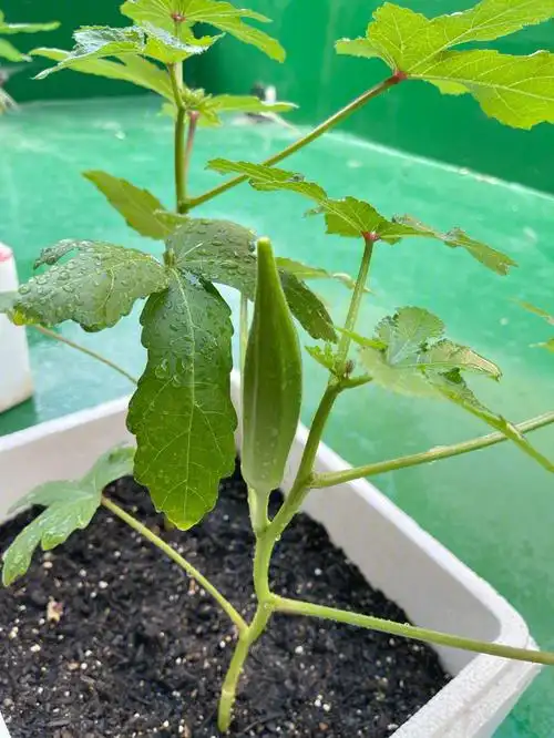 阳台种植秋葵自由实现了