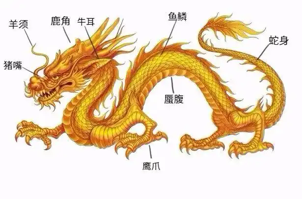 今天我们来解剖一条龙