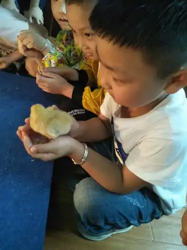 大风车幼儿园生命篇——小鸡孵化21天日记(鸡宝宝的见面会)