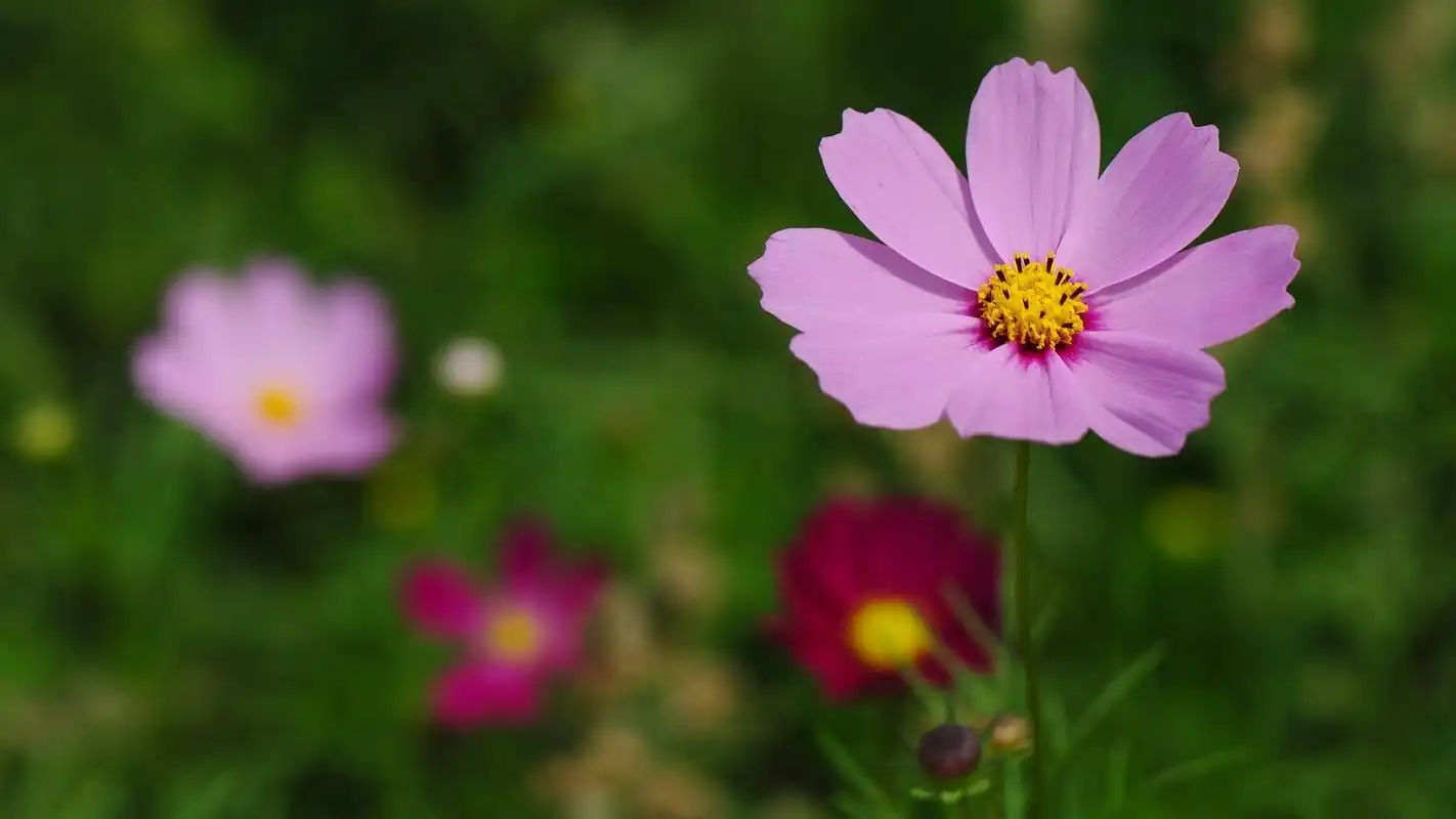 美丽娇艳的格桑花高清特写图片桌面壁纸-植物壁纸-壁纸下载-美桌网
