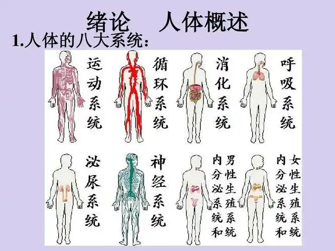 人体的八大系统: 人体的八大系统: 人体的八大系统 绪论 人体概述