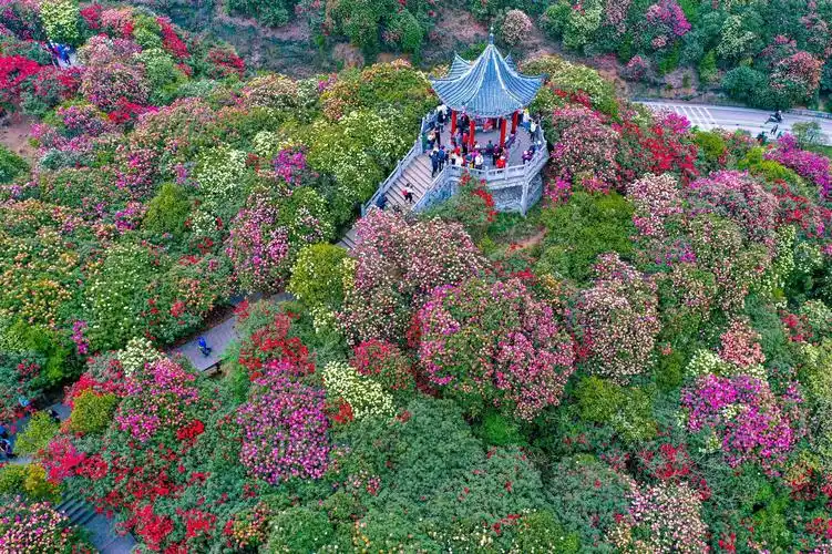 4日>广东户籍免门票游贵州【梵见杜鹃王国】动车四天赏花纯玩之旅
