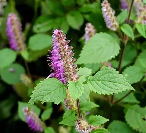 香薷草的功效与作用-我的快乐小窝