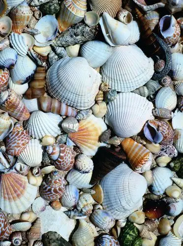 彩色贝壳明星图片