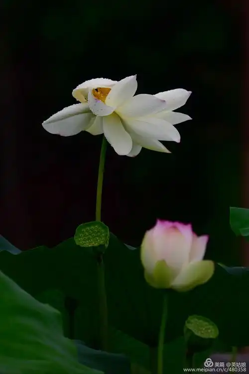 清雅脱俗～荷花