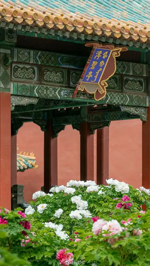 2021古建繁花 紫禁城御花园富贵牡丹 摄影