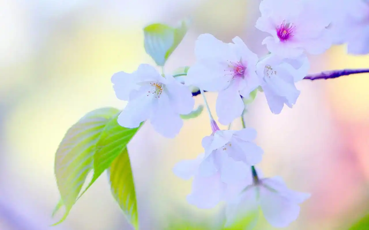 大自然中的小清新风景