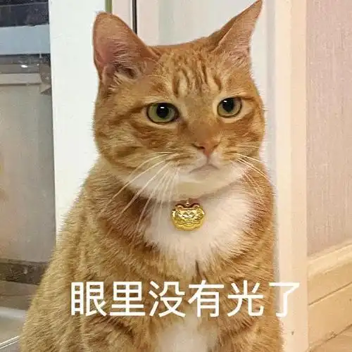 又称大橘,胖橘,表情包提供者