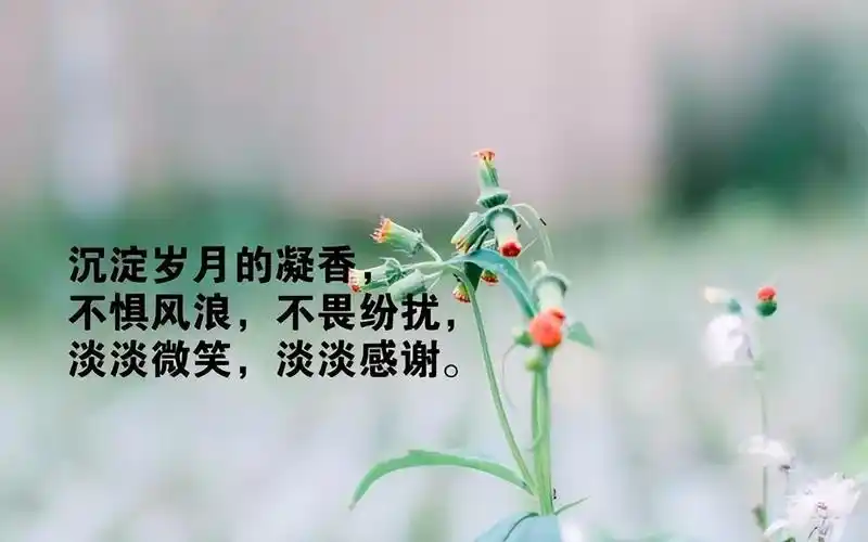 简单生活心态的句子放好心态顺其自然的句子