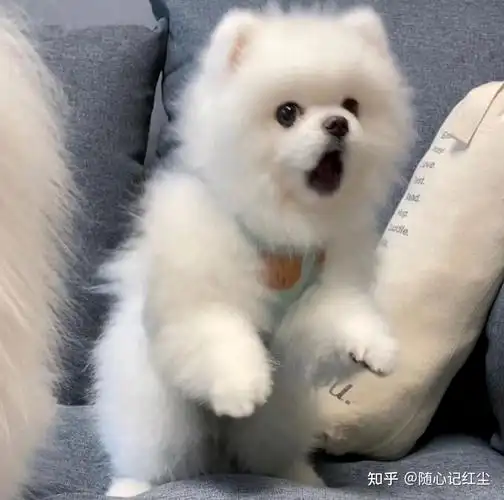 可爱狗狗头像#萌宠 - 知乎