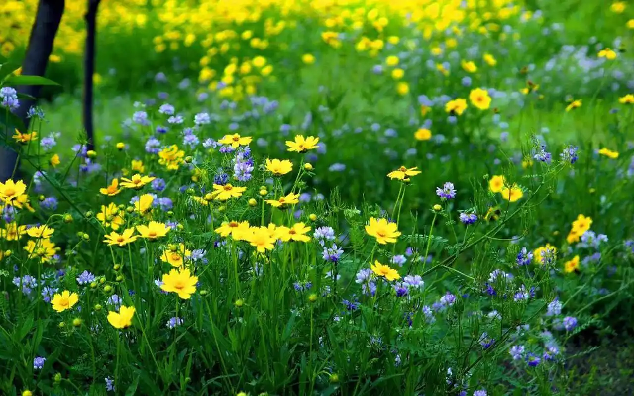 首页 桌面壁纸 植物壁纸 清新护眼花卉图片高清壁纸
