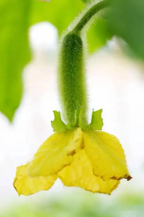 顺德杏坛桑麻黑毛节瓜上市