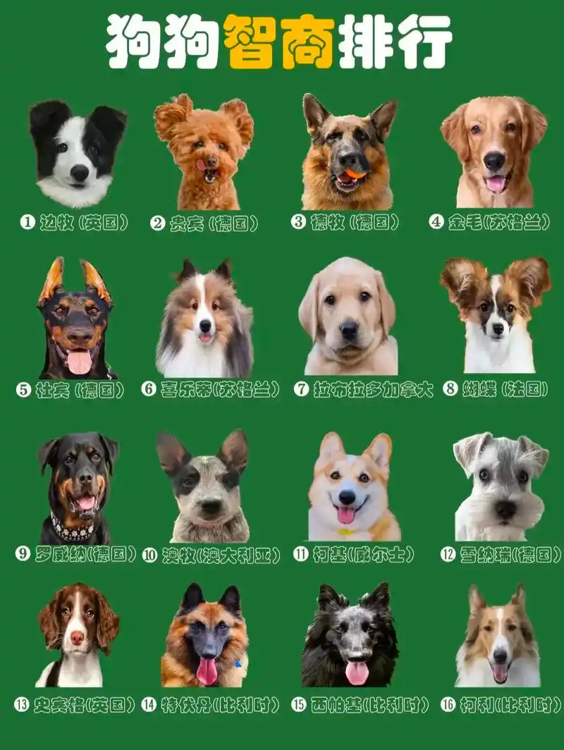 狗狗智商大盘点 看看你家的狗狗在哪!#图文种草机 #创作灵感 - 抖音