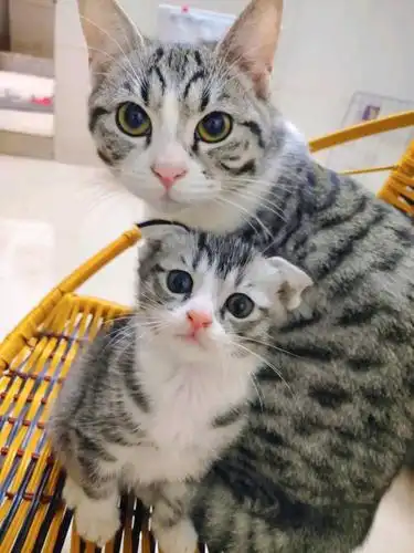 美短和橘猫生的混血猫