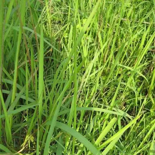 新鲜白茅根食用丝茅草根药材茅草根清热解下火止鼻血白毛毛根正宗